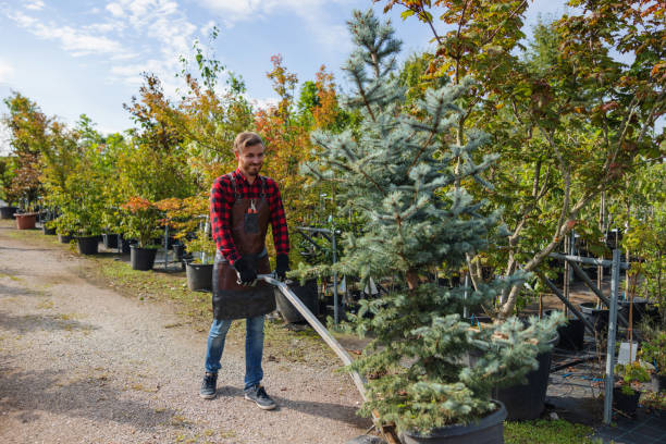 Best Professional Tree Care  in Spring Valley, CA